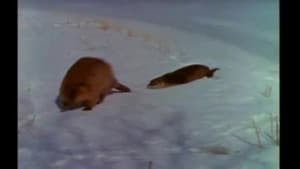 Winter Comes to Yellowstone