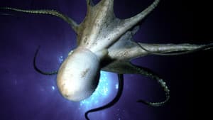 The Octopus Show