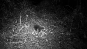 A Photographic Hunt for Extinct Species