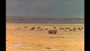 Crater of Gold