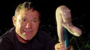 Dragons and Death Adders