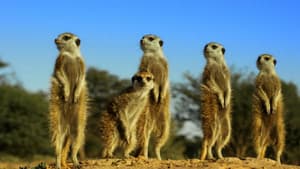 Spy in the Wild: Friendship