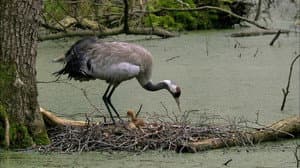 The Spree Forest