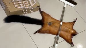 The Oscar-worthy flying squirrel