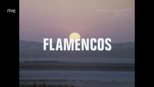 The Flamingos