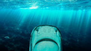 Why Sharks Attack: The Red Sea Tragedy