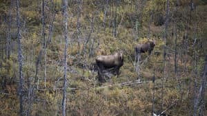 Moose Ambush