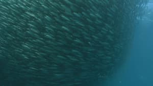 Predator Swarm