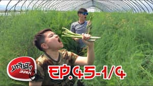 XN031 Hokkaido 45