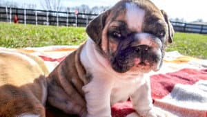 Tubby Puppies