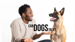 Can Dogs Talk?