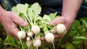 Turnips: The Roots