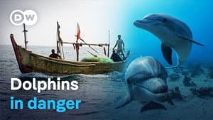 Illegal dolphin hunting