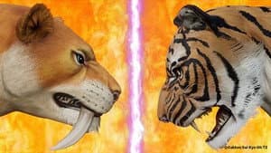 Smilodon VS Siberian Tiger