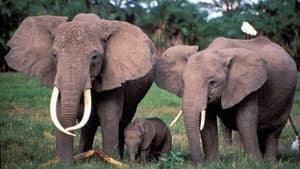 Echo: An Elephant to Remember