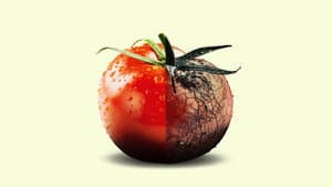 Duped: Food Exposed (Part 1)