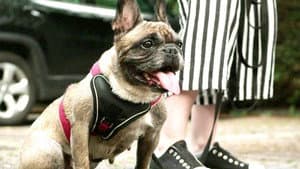 Laura und Sebastian mit der französischen Bulldogge Bailey und Familie Nowak mit Mischling Twix und Familie Börner mit Beagle Jytte