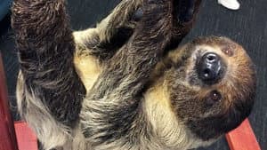 #SlothAndSundry Critical Role w/ Sid the SLOTH!
