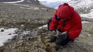 Artificial Sweeteners, Antarctica Fossils