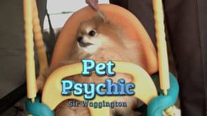 Sir Waggington