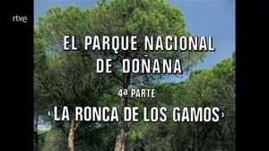 Doñana National Park IV