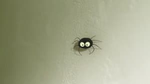 The stubborn spider