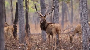 Protecting Endangered Deer: Laos