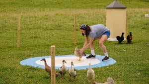 More chickens and French opening