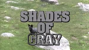 Shades of Gray