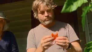 Tomatoes