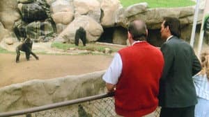 Gorilla My Dreams