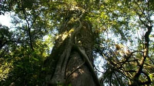 The Giant
