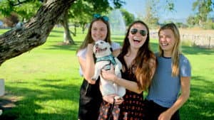 The LA Dogs