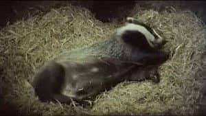 At Home with Badgers