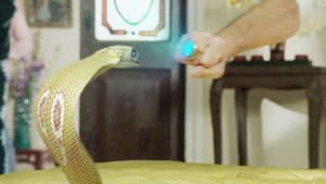 Shivanya is Stabbed