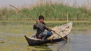 Miracle in the Marshes of Iraq