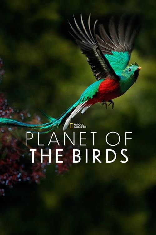 Planet der Vögel