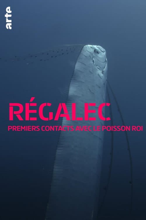 Riemenfische - Riesen der Meere