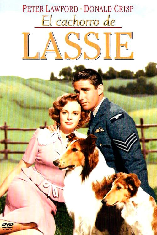 El cachorro de Lassie