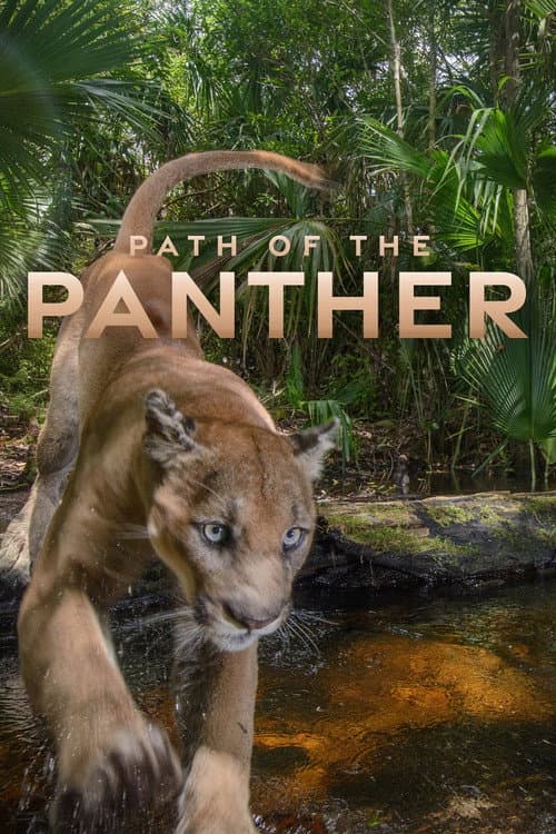 Die Rückkehr des Pumas