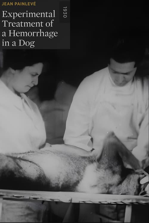 Traitement expérimental d'une hémorragie chez le chien