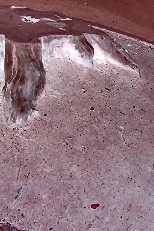 Tree Stump