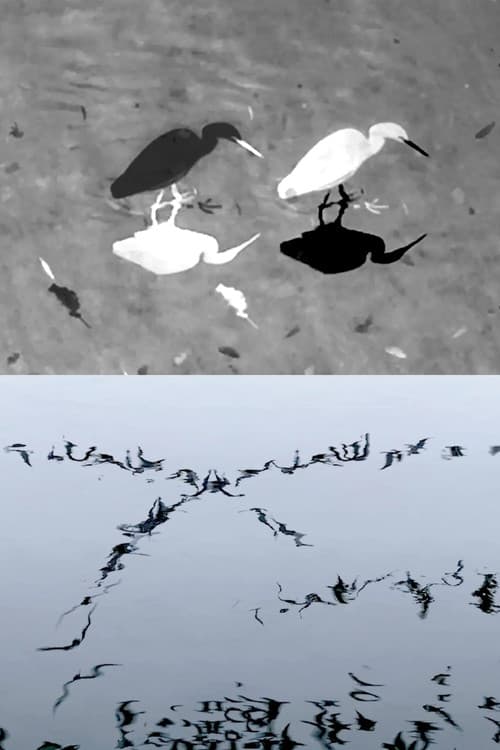 Animal Studies (Egret / Seagull Reflection / Midges / Spider / Swans in a Line)