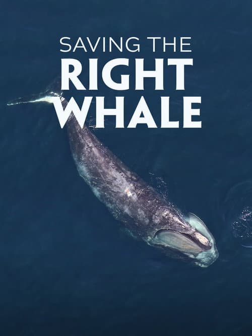 Saving the Right Whale