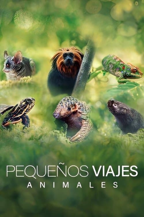 Pequeños viajes animales