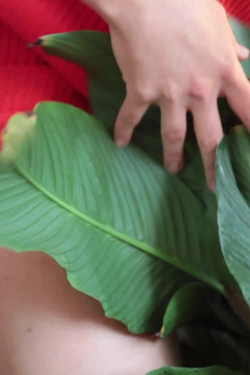 WET STREAMING III - fuck my ficus