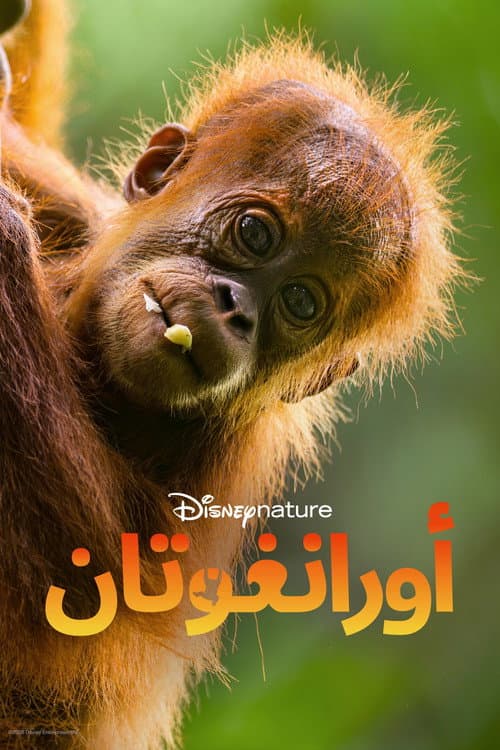 أورانغوتان