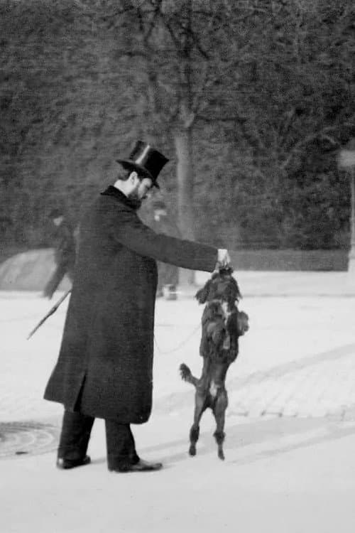 Chien Caniche Noir Sautant