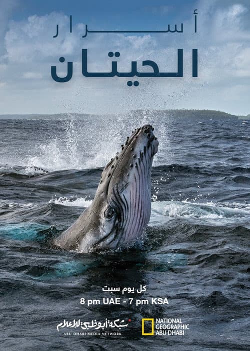 أسرار الحيتان