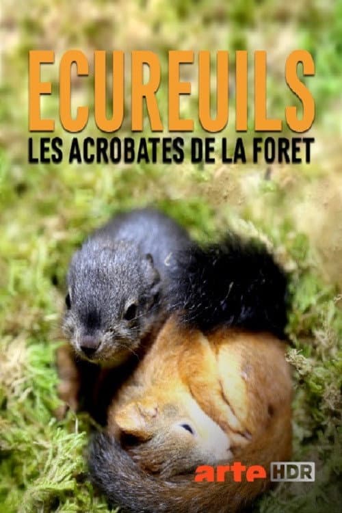 Geheimnisvolle Eichhörnchen
